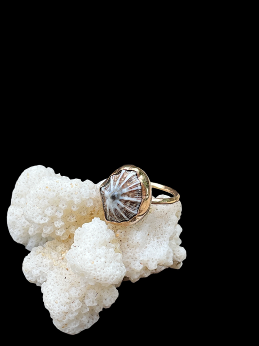 Hawaiian Opihi Shell Ring