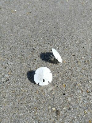 Sand dollar Earrings